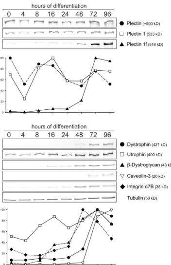 Figure 3.  Protein expression profi ling during the differentiation of myo- myo-blasts in vitro