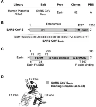 Figure 1. The F1 lobe of the ezrin FERM domain binds to the SARS-CoV S endodomain. A. Table summarizing the yeast  two-hybrid screening results for ezrin - S endodomain interaction