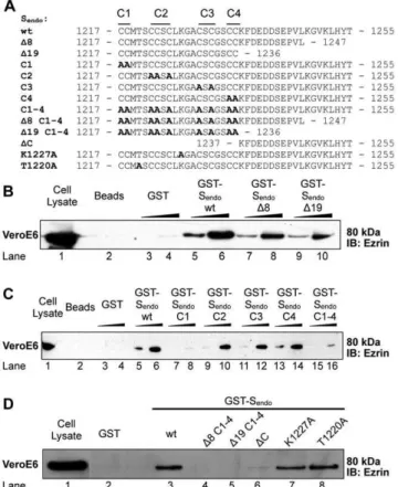 Figure 4. Ezrin accumulates at sites of entry of SARS-CoV S pseudotyped particles. Vero E6 cells stably expressing RFP-ezrin were inoculated with SARS-CoV S-pseudotyped lentiviral particles harboring a GFP-tagged Vpr protein (SARSpp GFP-Vpr) on ice for 30 