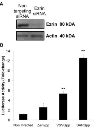 Figure 6. S C-terminal mutations that decrease ezrin interac- interac-tion enhance transducinterac-tion by pseudotyped particles in Vero E6 cells
