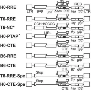 Figure 1. General structures of the viruses used in the recombination and packaging assays