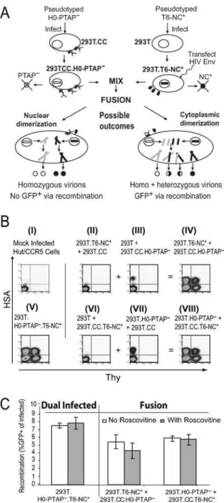 Figure 2. The fusion-dependent recombination assay. (A) An example of the fusion experiment, with predicted outcomes, is shown schematically using the H0-PTAP – -infected 293T.CC cell line  (293T.CC.H0-PTAP – ) and a T6-NC*-infected 293T cell line (293T.T6
