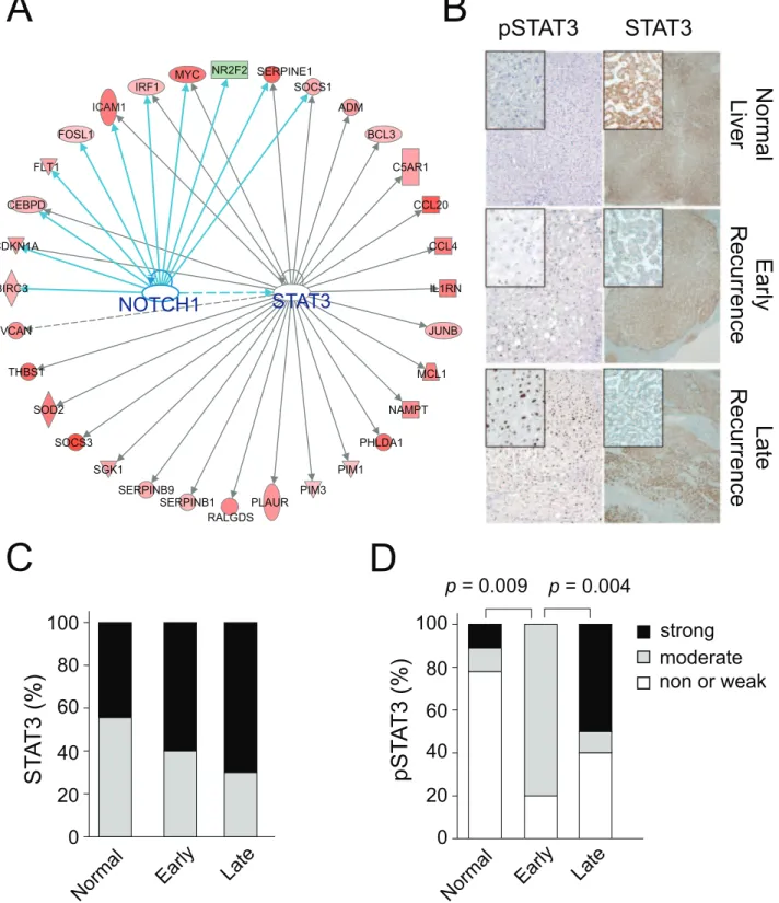 Figure 5. STAT3 and NOTCH1 networks in the hepatic injury and regeneration signature. (A) Ingenuity transcription factor analysis revealed that networks of genes considerably associated with STAT3 and NOTCH1 in the HIR signature