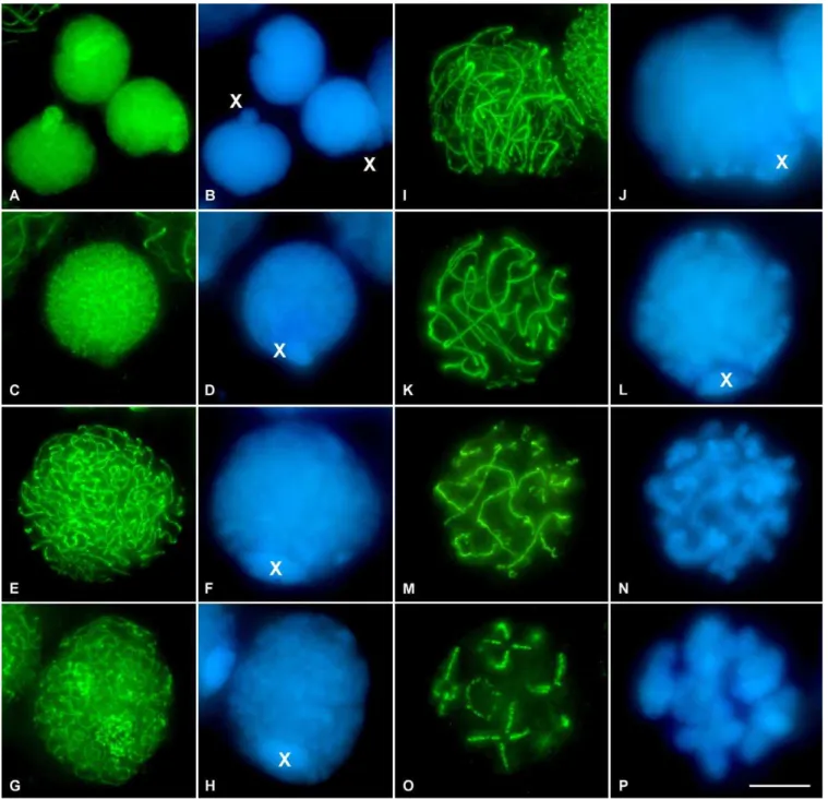 Figure 2. SMC3 Location in Spermatogonial Cells and in First Meiotic Prophase in the Grasshopper L