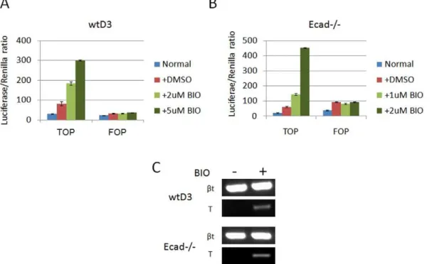 Figure 5. Ecad-/- ES cells show low basal Wnt activity similar to wtD3 ES cells. TOPflash and FOPflash reporter plasmid expression (A) in wtD3 ES cells cultured in LIF-supplemented standard medium (blue bar), DMSO control (red bar), 1 mM BIO (light green b
