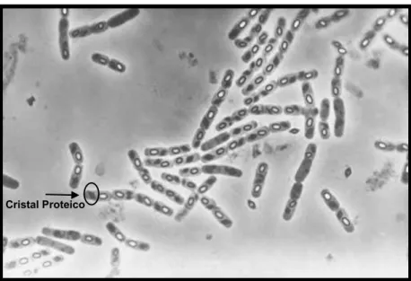 Figura 1. Microscopia de contraste de fase com B. thuringiensis adaptado de 
