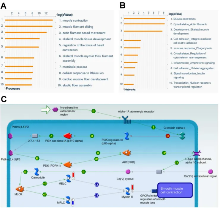 Figure 3. Protein expression profile from proteomic analysis. In term of (A) Gene Ontology and (B) biological networks databases, the differentially expressed proteins of urethra from ERb -/- female mice were divided into different categories