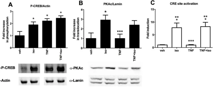 Figure 3. Effect of isoproterenol on TNF-a-induced NF-kB and MAPKs activation in C2C12 myotubes