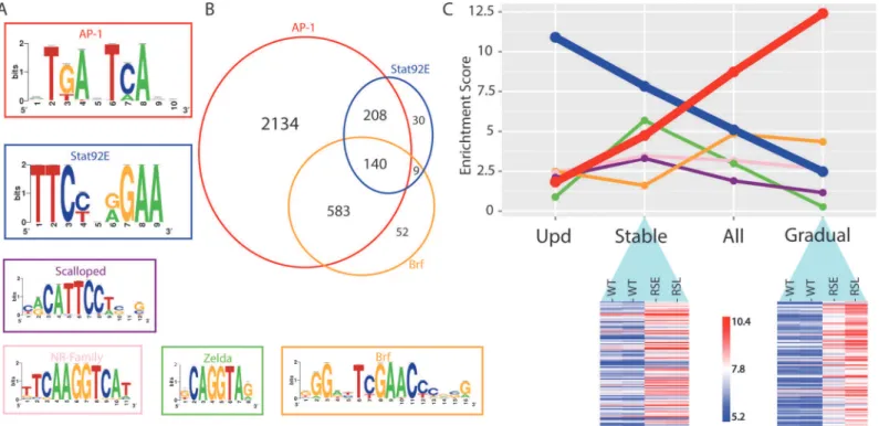 Fig 5. Regulator detection by motif inference. (A) Motifs enriched in the activity-gaining enhancers for the transcription factors AP-1, Stat92E, Scalloped, nuclear receptor family, Zelda and Brf
