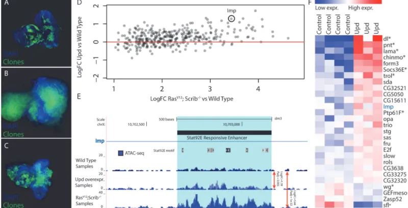 Fig 6. Validation of Stat92E as a key regulator during Ras V12 ; scrib -/- oncogenesis