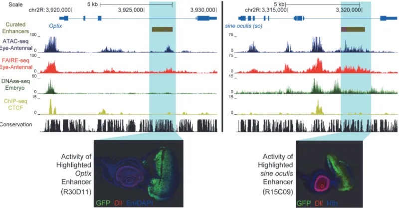 Fig 1. Enhancer identification in the eye primordium by ATAC-seq and FAIRE-seq. Two example eye-related genes from the Drosophila melanogaster genome (dm3)