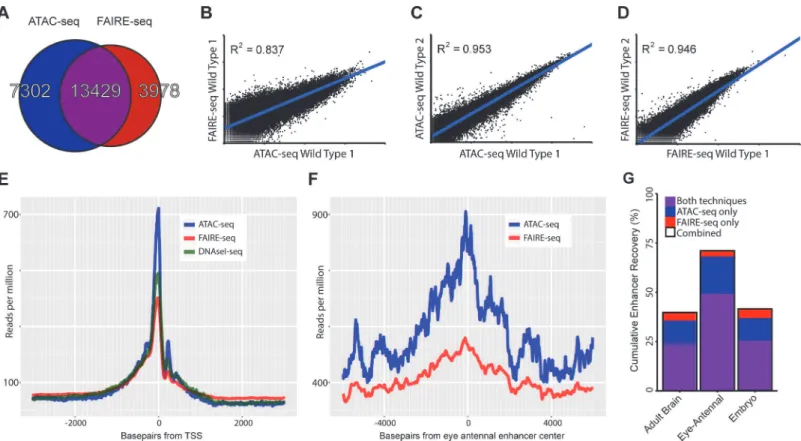 Fig 2. Comparing general features of ATAC-seq and FAIRE-seq. (A) Venn diagram of peaks called for each technique and the overlap between techniques