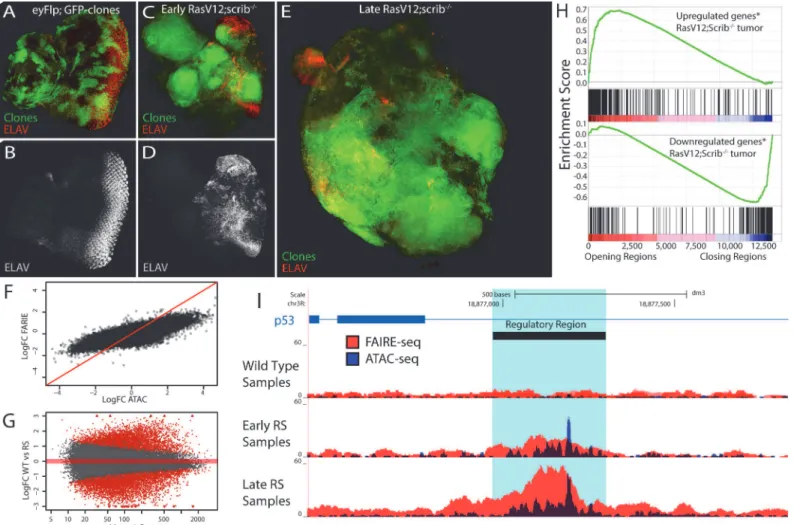 Fig 4. The tumor chromatin landscape. (A-E) Confocal images of eye imaginal discs, clones are indicated by GFP expression (green) and neuronal differentiation is visualized by an ELAV staining (red or grey)