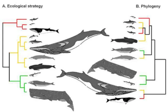 Figure 3. Branching diagrams showing the ecological and evolutionary relationships among cetaceans