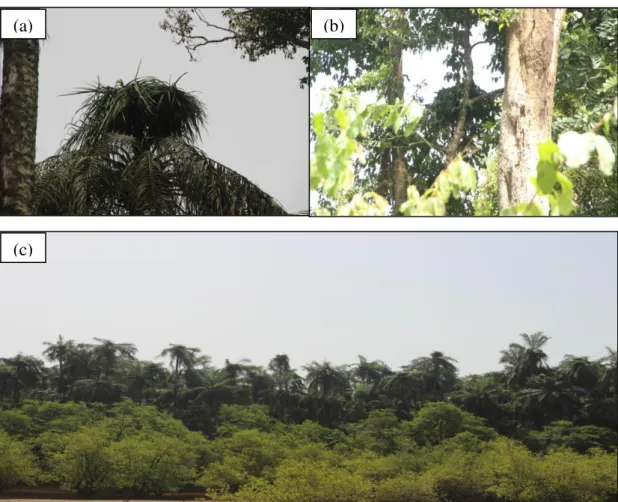 Figure 11. Chimpanzee nests and nest sites. (a) an oil-palm nest (Elaeis guinnensis); (b) a chimpanzee nest in  Strombosia postulate; (c) A cluster of oil-palm nests