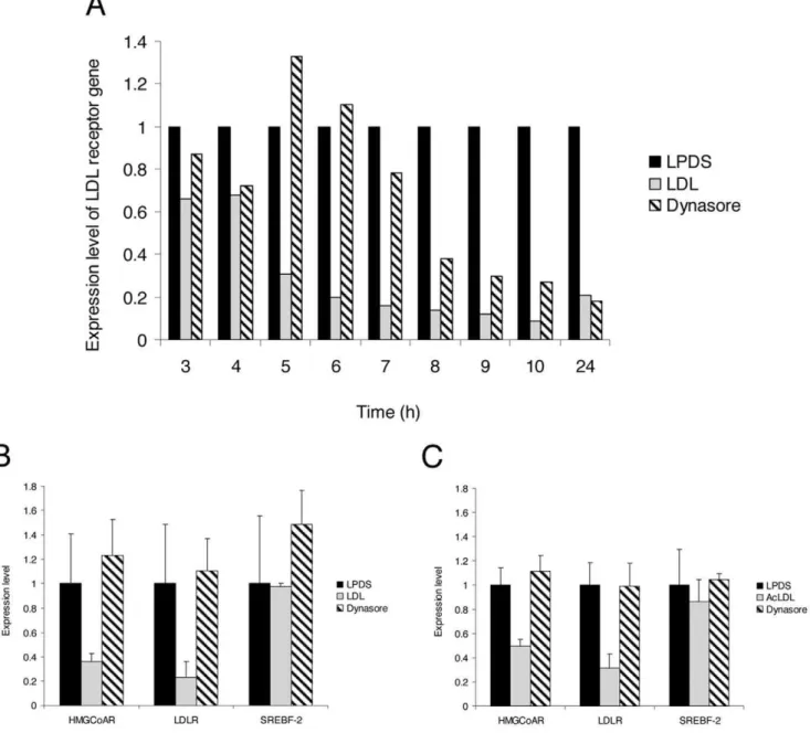 Figure 5. Dynasore blocks sterol-sensitive genes regulation in HeLa cells and HMDM. (A) Kinetics of LDLR expression analyzed by RT-PCR.