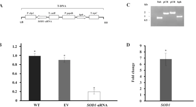 Fig 6. Gene silencing of SOD1 in P. brasiliensis. (A) Transfer DNA (T-DNA) inserted into the genome of P