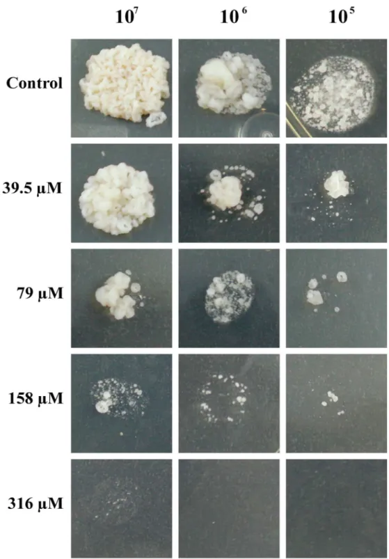 Fig 2. Susceptibility of P. lutzii yeast cells exposed to TSC-C. Samples containing 1x10 7 , 1x10 6 and 1x10 5 yeast cells were spotted on Fava-Netto plates supplemented with TSC-C at the concentrations indicated above