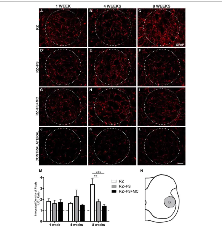 FIGURE 5 | Immunohistochemistry for glial fibrillary acidic protein (GFAP). (A–L) Representative images of RZ, RZ+FS and RZ+FS+MC, 1, 4, and 8 weeks post lesion