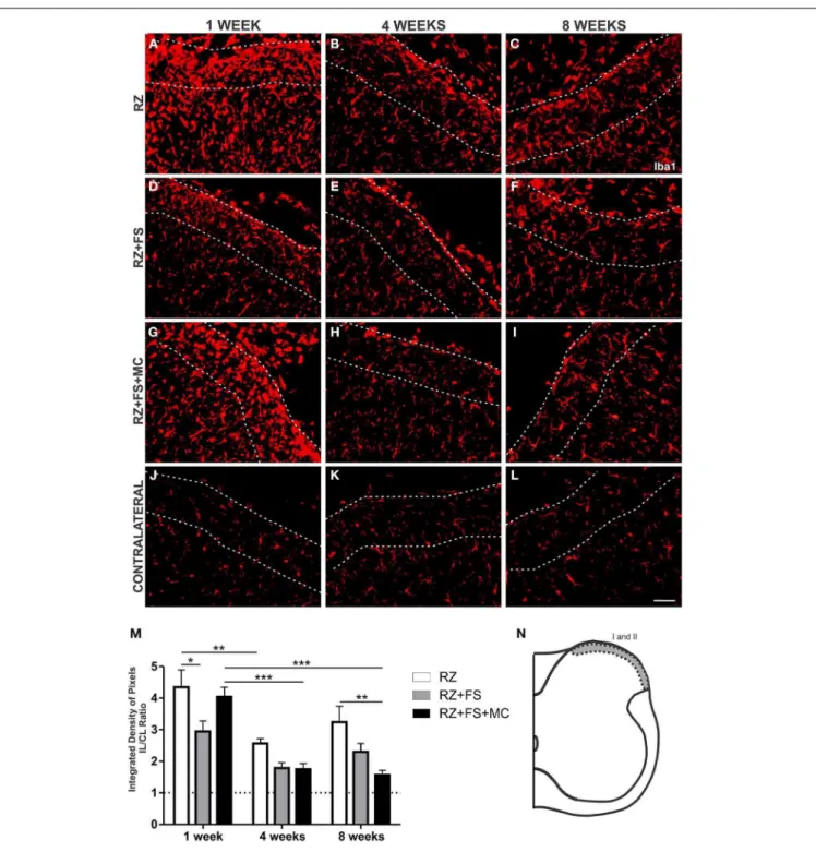 FIGURE 6 | Immunohistochemistry for ionized calcium binding adaptor protein (Iba1). (A–L) Representative images of RZ, RZ+FS and RZ+FS+MC, 1, 4, and 8 weeks post lesion