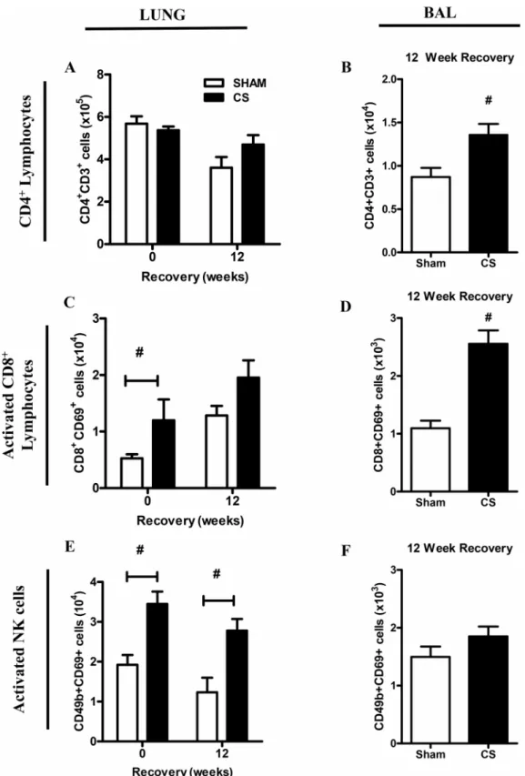 Figure 3. Effect of sub-chronic smoke exposure and 12 weeks of CS cessation on BALF and lung CD4 + and activated CD8 + lymphocytes