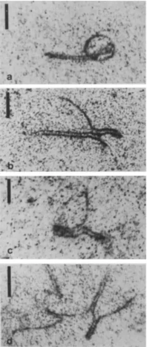 Fig.  3a-d.  Electron  micrographs  of  triploid  male  rain-  bow trouts SCs showing details  of  the  synapsis involving 