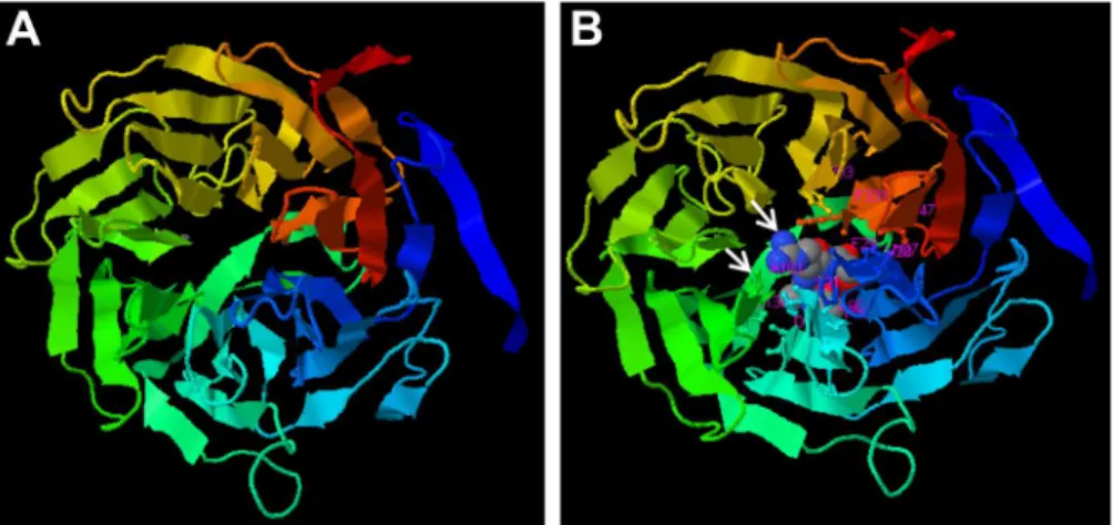 Figure 2. Structure of LuWD40-1 based on I-Tasser prediction. (A) Predicted propeller structure of LuWD40-1 protein based on 10 highly similar templates