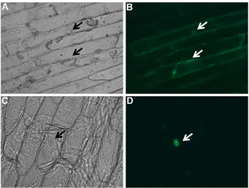 Figure 4. Subcellular localization of LuWD40-1-GFP in onion epidermal cells. The CaMV 35S promoter driven empty vector CD3-685-GFP and the CD3-685-LuWD40-1-GFP construct were transformed into onion epidermal cells using particle bombardment