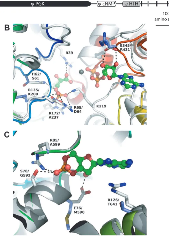 Figure 3. Modular architecture and modelling of T. brucei PGKL proteins. (A) Cartoon schematic illustrating the modular architecture of TbPGKL