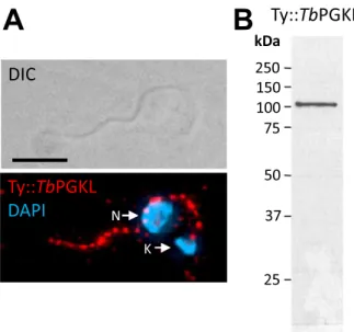 Figure 4. Flagellar localization of Tb PGKL. (A) Indirect immuno- immuno-fluorescence using monoclonal antibody BB2 reveals axonemal localization of Ty::TbPGKL in detergent-extracted procyclic T