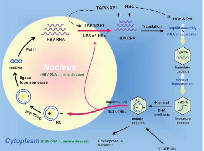 Figure 10. An intracellular loop of HBV ccc DNA amplification relies on the nucleocytoplasmic shuttling of HBc