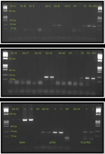 Fig. 3. PCR detection of p35s in pooled and individual samples of DNA from maize leafs, and further tests of positive garden sample