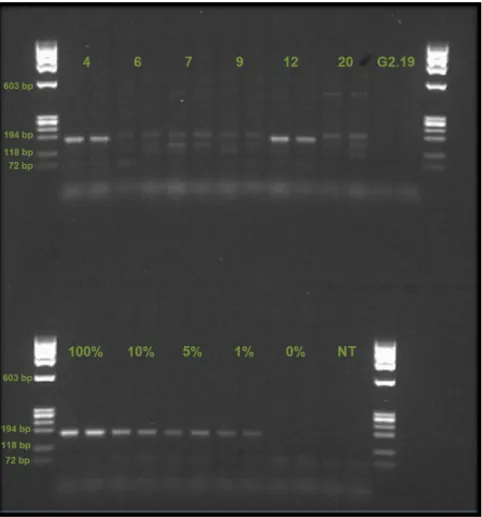 Fig. 5. PCR results from reaction with MON810 event specific primers VM. Upper section of gel shows seed samples (4, 6, 7, 9, 12, and 20) and the one leaf sample (G2.19) that was further investigated