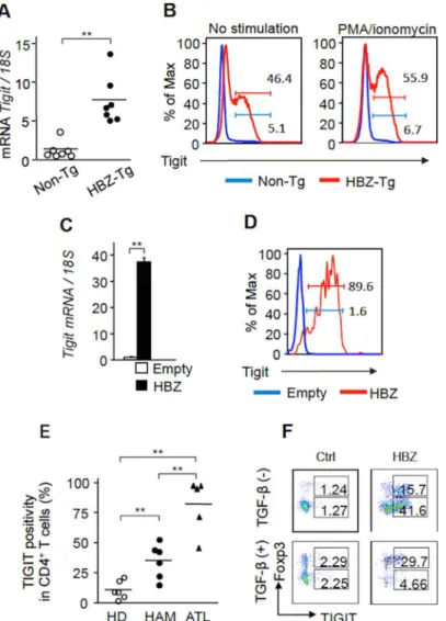 Fig 2. HBZ upregulates TIGIT expression. (A) TIGIT mRNA was increased in CD4 + T cells of HBZ-Tg mice (n = 7) compared with those of non-Tg mice (n = 7)