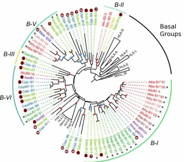 Fig 4. Bayesian phylogenetic tree based on exons 4–8 of Platyrrhini MHC-B sequences. Sequences marked with an asterisk (*) are cDNAs from this work, whereas those marked with a dark red dot are genomic sequences used to assign cDNAs to a given lineage