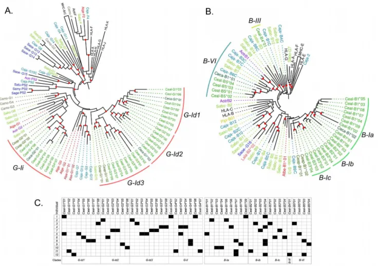 Fig 5. Diversification of MHC-G-like and MHC-B loci in a population of 12 unrelated white-fronted capuchin monkeys (Cebus albifrons)