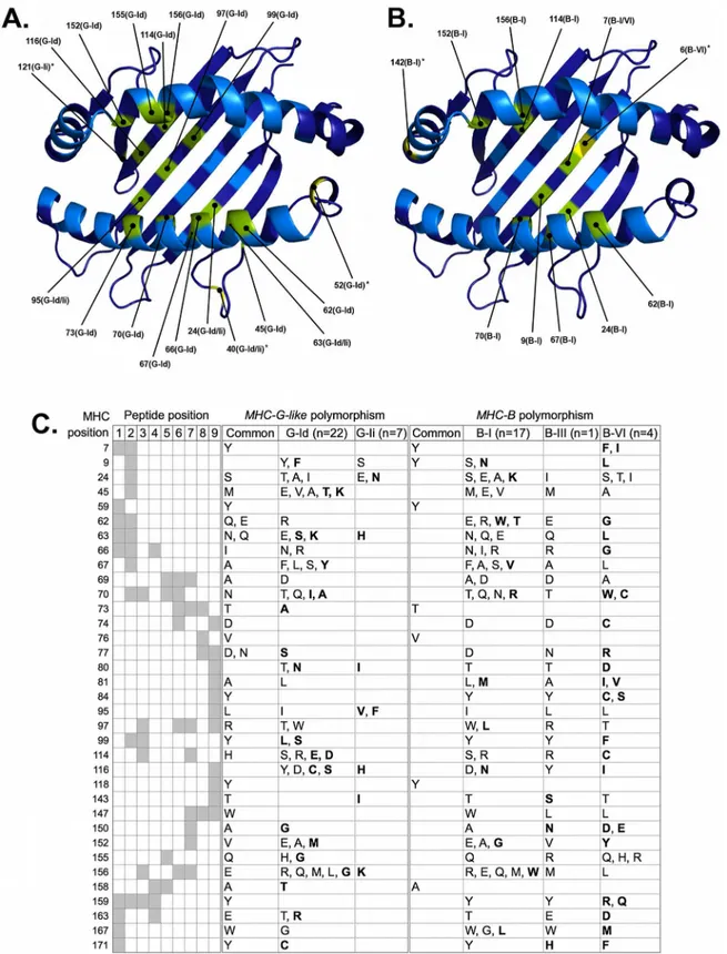 Fig 6. Natural selection has promoted the diversification of C. albifrons MHC class I loci at PBR positions predicted to interact with the processed peptide
