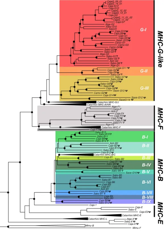 Fig 2. Bayesian phylogenetic tree based on introns 1–8 from primate MHC class I genes and pseudogenes