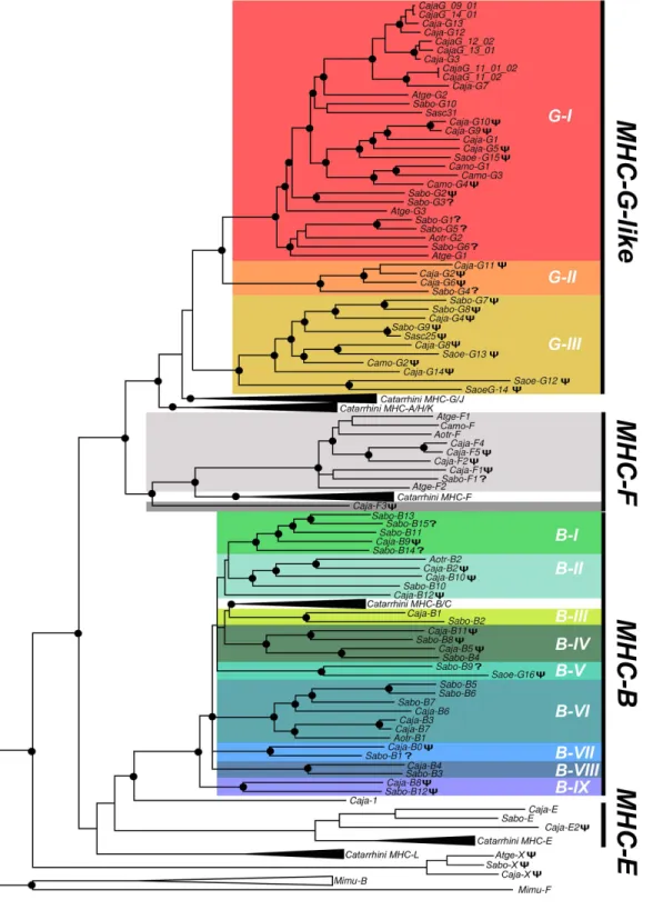 Fig 2. Bayesian phylogenetic tree based on introns 1–8 from primate MHC class I genes and pseudogenes