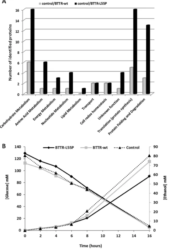 Figure 4. Expression profile in BTTR-wt and BTTR-L55P versus the control. (A) Number of the identified proteins according to the biological function, differentially expressed between the control and BTTR-wt (grey) and between the control and BTTR-L55P (bla
