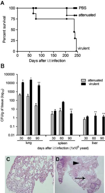 Fig. 1. Pb18 isolates displayed clear differences in degree of virulence. (A) Survival curves of B10.A mice inoculated i.t