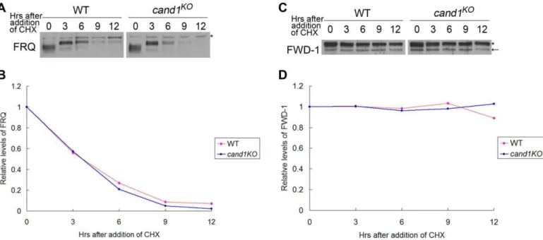 Figure 8. CAND1 is not required for regulation of the SCF FWD-1 ubiquitin ligase. Western blot analyses showing degradation of FRQ (A) and FWD-1 (C) in wild-type and cand1 KO strains after addition of cycloheximide (10 mg/mL)