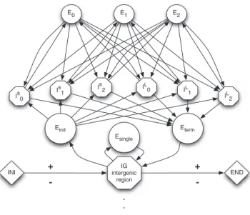 Figure 5. Finite-State Model for Eukaryotic Genes