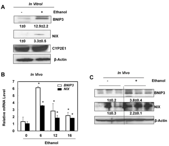 Fig. 1. Acute ethanol treatment increased expression of BNIP3 and NIX in primary hepatocytes and mouse liver