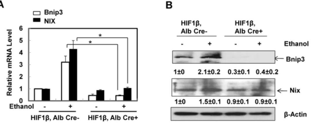 Fig. 2. Ethanol-induced expression of BNIP3 and NIX was abolished in primary cultured HIF-1b knockout mouse hepatocytes
