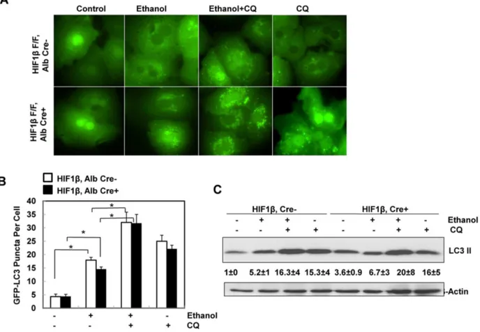 Fig. 3. Ethanol induced autophagic flux in primary mouse hepatocytes independent of HIF-1b