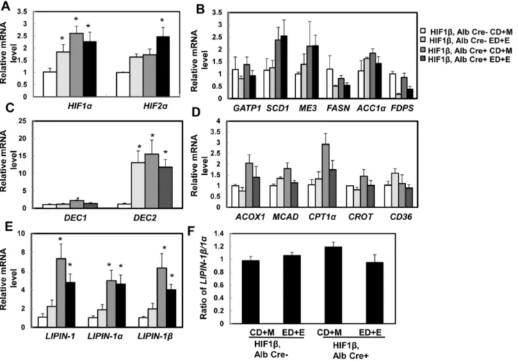 Fig. 5. Expression of lipid metabolism genes after Gao-binge treatment in wild type and hepatocyte-specific HIF-1b knockout mice
