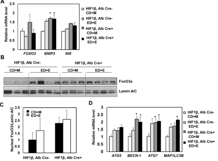 Fig. 7. Changes of FoxO3a in hepatocyte-specific HIF-1b knockout mouse livers. Matched male wild type and hepatocyte-specific HIF-1b knockout mice were subjected to Gao-binge treatment