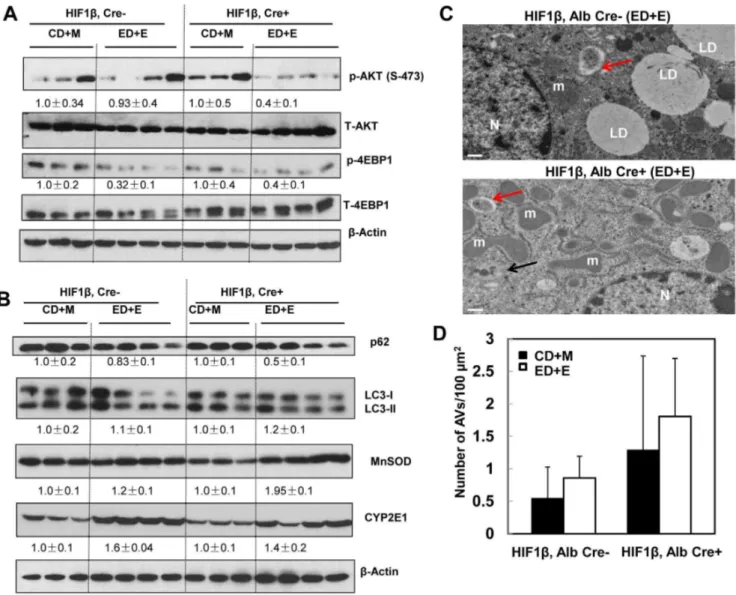 Fig. 8. Inhibition of AKT and mTOR and induction of autophagy in hepatocyte-specific HIF-1b knockout mouse livers after Gao-binge treatment.