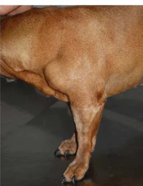 Figure 4. Muscle mass of the left forelimb, with rapid  progression.